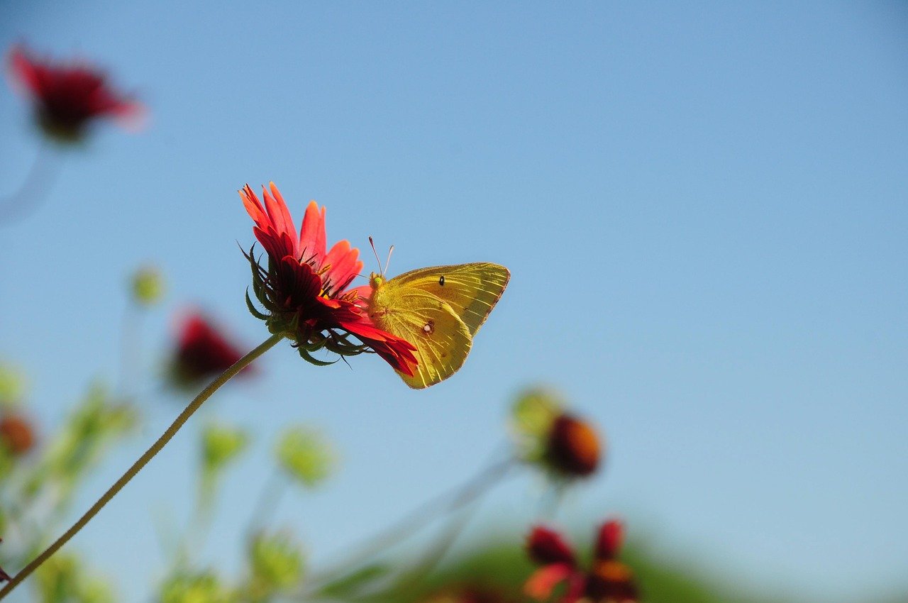 摘要算法（Digest）:HMac、SM3